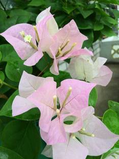 Rainbow Garden Bougainvillea Plant