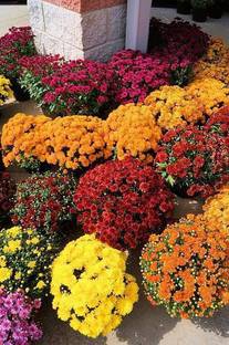 MAA Chrysanthemum Seed