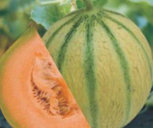 Gromax India Muskmelon Madhur Ras Seeds Seed