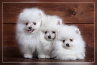 White Fluffy Spitz Three Small Dogs White Puppies Pomeranian Cute Fluffy Dogs Pets Dogs Matte Finish Poster Paper Print