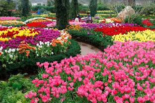 COLOR SOLUTION Nature Multicolor Wallpaper