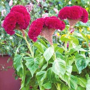 GURVEPLANTATIONI Lalmurga/Cock's comb Plant