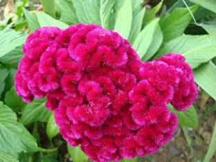 MHIMI Lalmurga/Cock's comb Plant