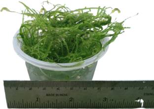 Mf aquatic plants Java Moss Coconut Cave