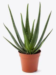 SUNIL KUMAR SISODIYA Aloe Vera Plant