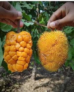 Mohomaya Jack Fruit Plant