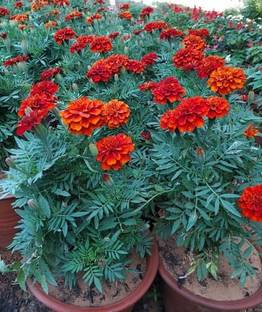 VNR MariGold Red Seed