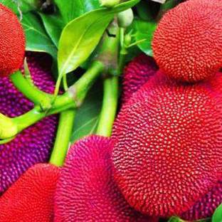 planthouse Jackfruit Plant