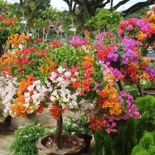 My Dream Nursery Bougainvillea Plant