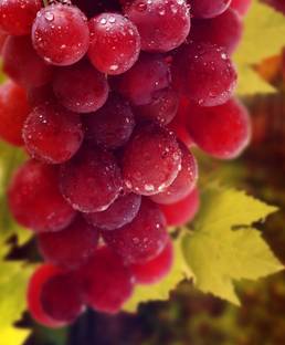 MircleGarden Grape Plant