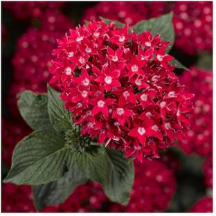 natikrd Trothic Ixora/Chethi Plant