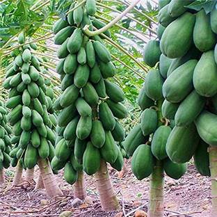 MKR Enterprises Papita Seed