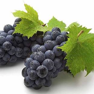 Chalisa Blueberry, Blueberries Seed