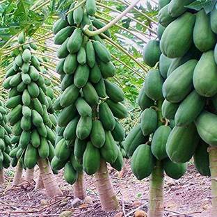 MKR Enterprises Papita Seed