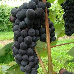 Chalisa Grapes, Fruits, seeds, Black Grapes Seed