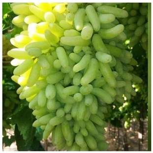 Chalisa Grapes, Green Grapes Seed