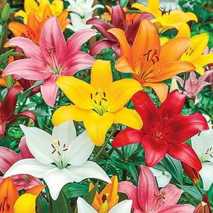 Audbhidhi Asiatic Lily Imported Flower Bulbs Multicolour-Pack Of 2 Seed