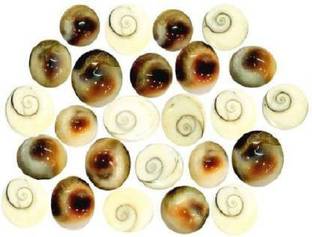 gandak Gomti Chakra (25 Pieces) For Good Health & Wealth Decorative Showpiece  -  1 cm