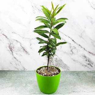 Nursery Nisarga Pepper Plant