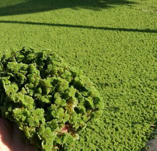 TREECARE Azolla Seed