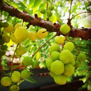 Chalisa Gooseberry, Amla Seed