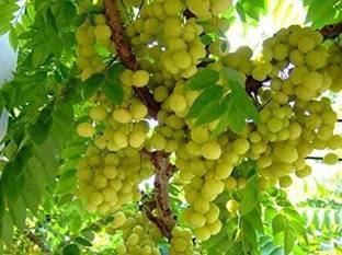 Aro Gooseberry, Amla Seed