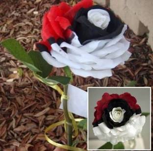 natikrd Rose Plant