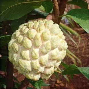 Angel Custard Apple Plant