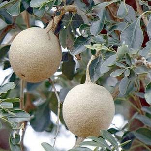 MAA Wood apple, Bel fruit, Kaitha, Katbel, Beal Fruit Seed