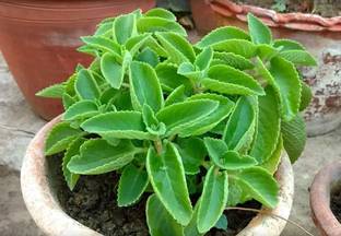 Faabiie Ajwain, Carom, Trachyspermum ammi, ajowan caraway, Pack of 50+ Seed