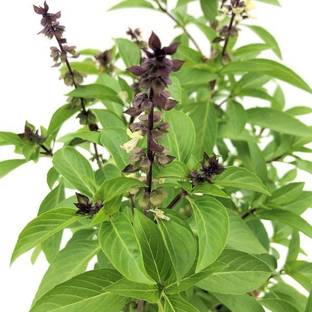 Faabiie Marwa Origanum Majorana, Marjoram,Basil Plant, Pack of 100+ Seed