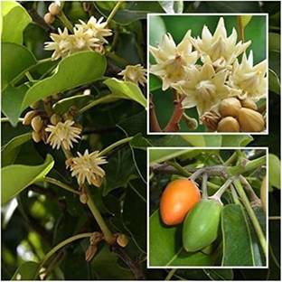 AloGardening Bakul/Mimusops Elengi Wood Seed