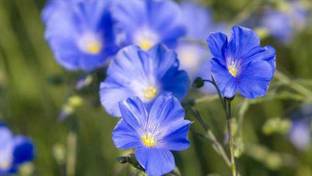 Faabiie Flax, Alsi, Alasi, Linseed, Linum usitatissimum Plant Seeds, Pack of 100+ Seed