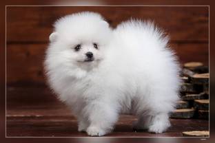 White Fluffy Cute Puppy Matte Finish Poster Paper Print