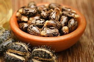 SM Exports Castor or Communis Seeds, Amanakku Vidhai | Ricinus | (100 Grams Seeds). Seed