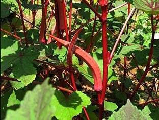KANAYA Lal Bhindi Red Okra Lady Finger Vegetable Seed