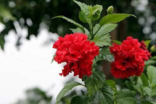 FURYHUB Hibiscus Plant