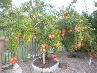 Sisa Pomegranate Plant