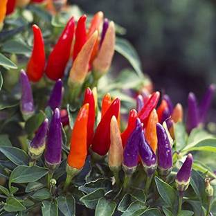 MKR Enterprises Chilli Seed