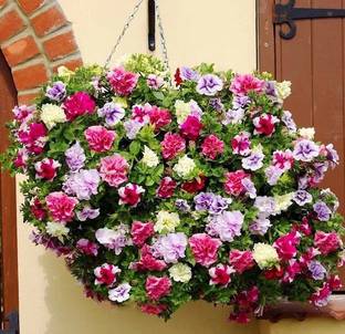 Paudha Exotic Petunia Double Mix Seed