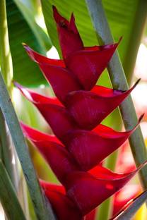 Siddhi Vinayak Gallery® Heliconia flower Bulb for Beautiful Home and Garden pack of 8 Flower Bulbs Seed