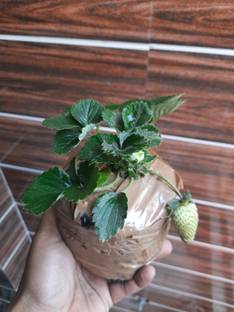 Gaach Strawberry Plant