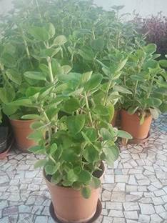 FURYHUB Ajwain Plant
