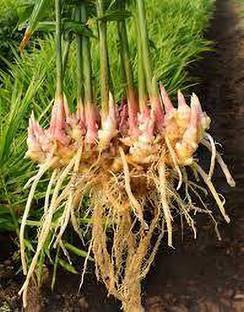 HERBALISM Ginger Plant