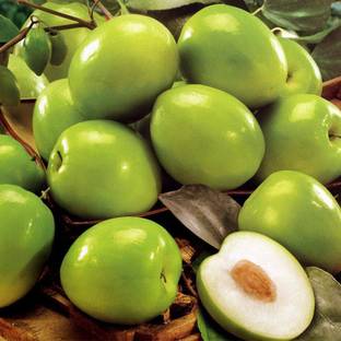 GreenyOn Ber Apple Plant