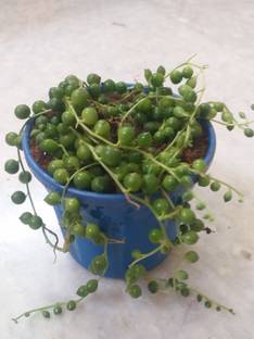 GRINHN String of Pearls