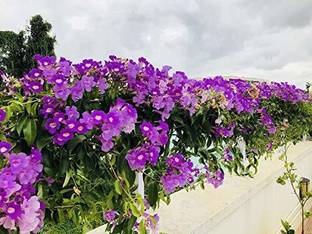 PLNZLY Turtle Vine Plant
