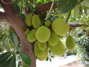 R Star Garden Jack Fruit Plant