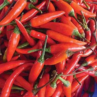 MKR Enterprises Chilli Seed