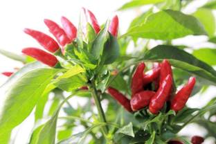 MKR Enterprises Chilli Seed